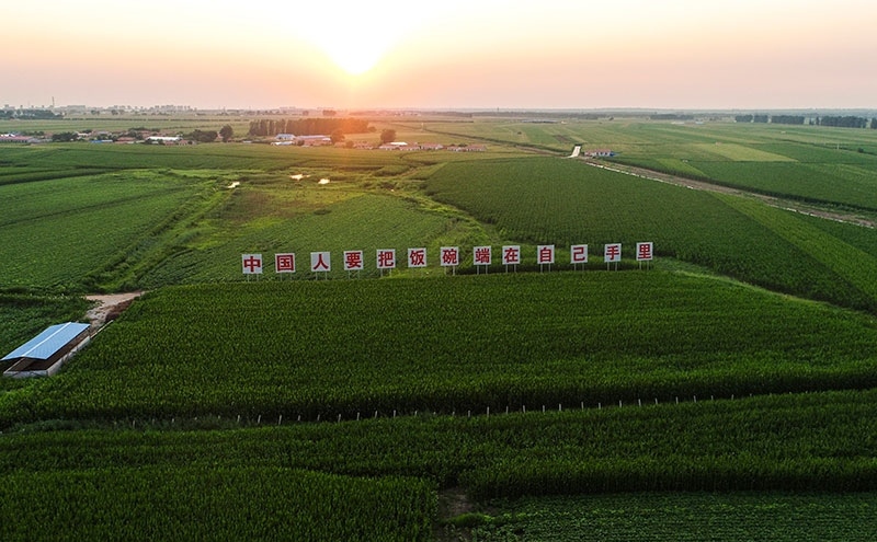 2020年7月23日拍攝的吉林省梨樹(shù)縣國(guó)家百萬(wàn)畝綠色食品原料（玉米）標(biāo)準(zhǔn)化生產(chǎn)基地核心示范區(qū)（無(wú)人機(jī)照片）。新華社記者 許暢 攝