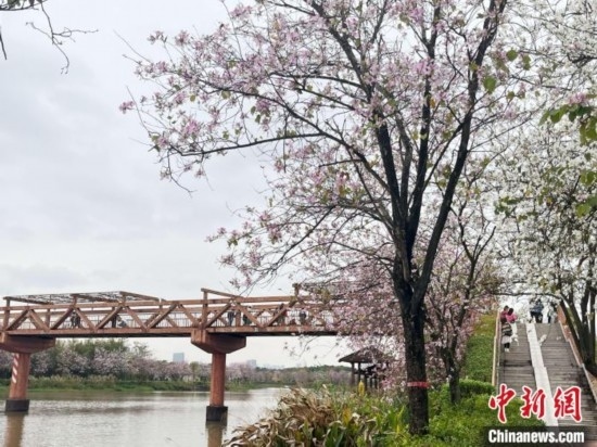 3月7日，廣州海珠國家濕地公園宮粉紫荊花海吸引游人。中新社記者 許青青 攝
