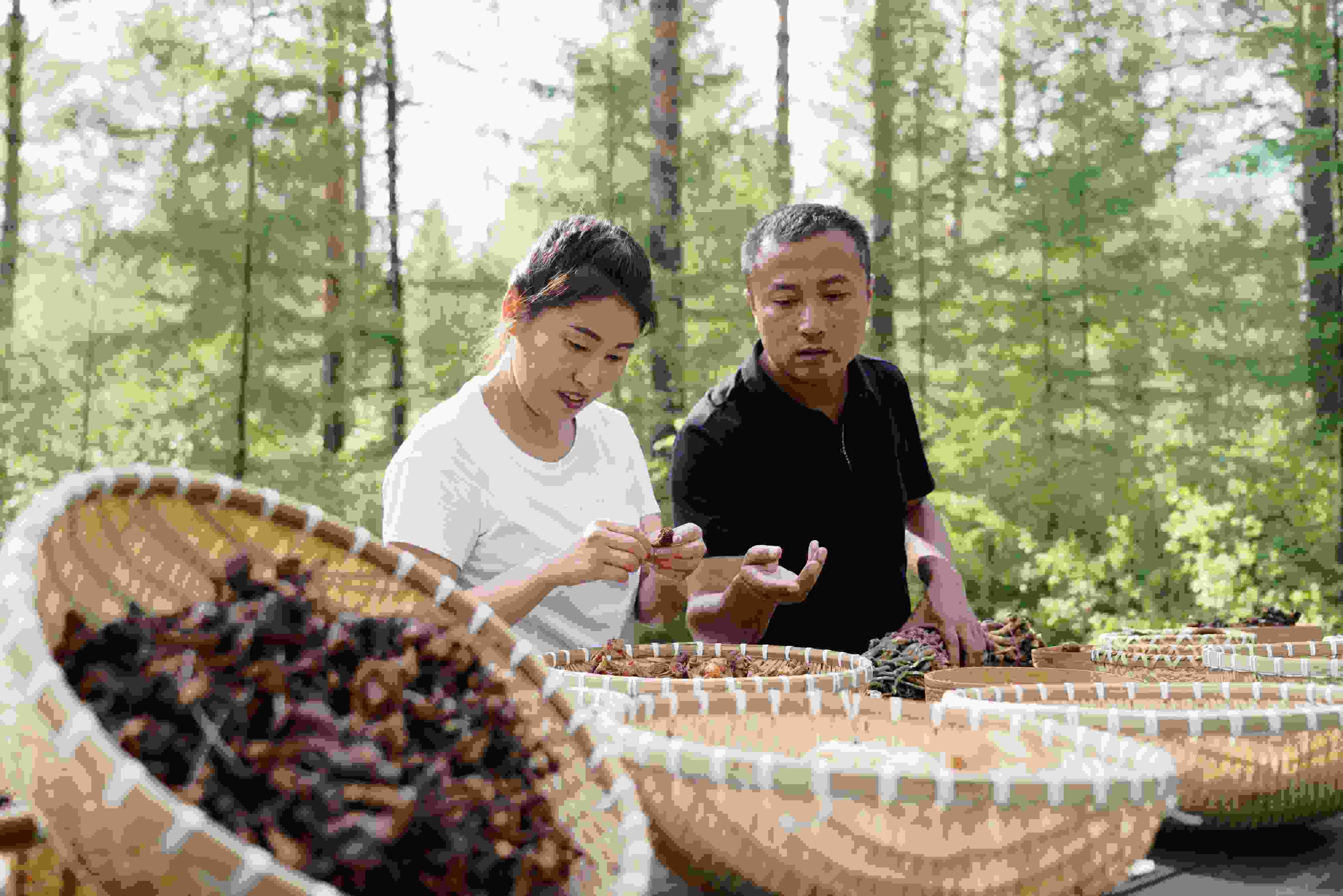 2024年8月6日，黑龍江漠河林場員工正在分揀采集來的林下產(chǎn)品。