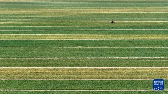3月14日，在菏澤市鄆城縣潘渡鎮(zhèn)，農(nóng)民在麥田里施肥（無(wú)人機(jī)照片）。