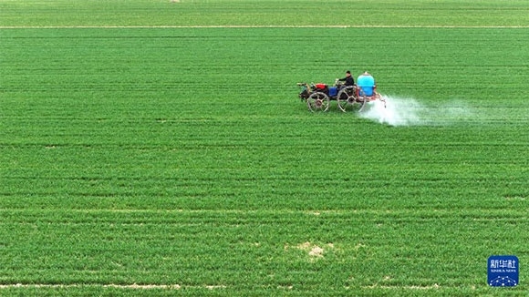 3月14日，在菏澤市鄆城縣郭屯鎮(zhèn)，農(nóng)民在麥田里噴灑除草劑（無(wú)人機(jī)照片）。