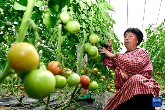3月13日，在菏澤市鄆城縣張營(yíng)街道，農(nóng)民在設(shè)施大棚里打理西紅柿。