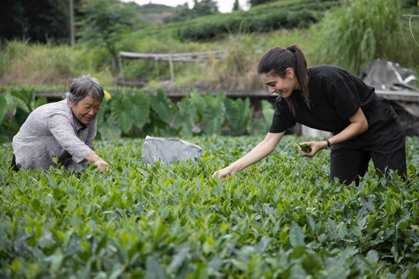 卡友琪在福建采茶。受訪者供圖