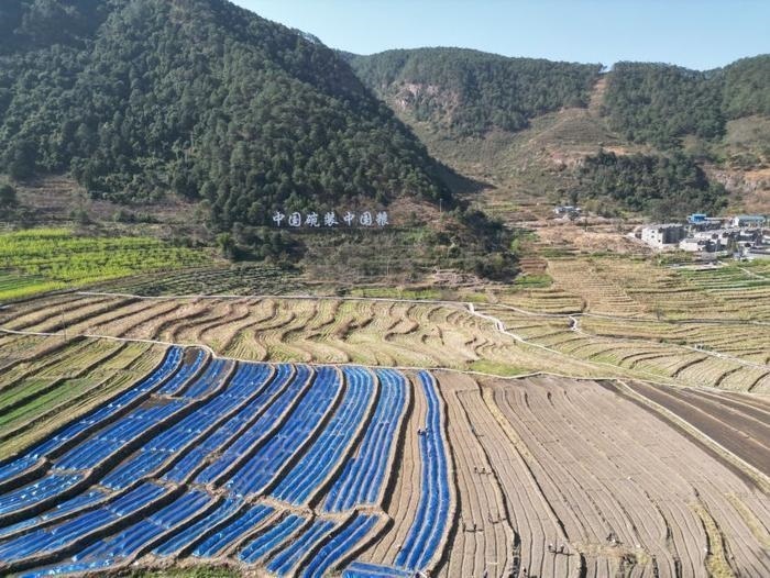 △近日，四川涼山一現(xiàn)代農(nóng)業(yè)園春耕育秧搶農(nóng)時(shí)。