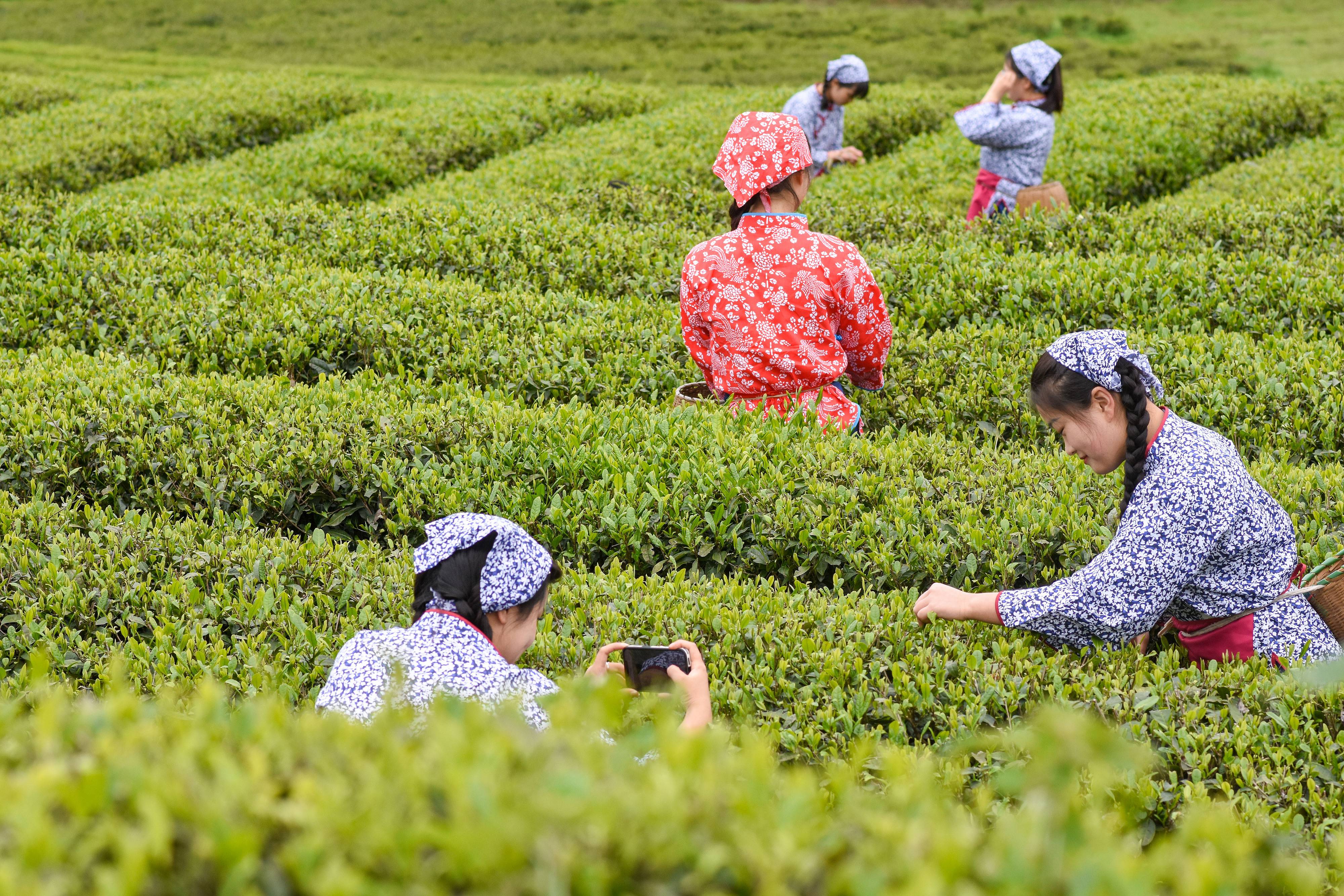 2023年4月6日，游客在貴州省銅仁市江口縣怒溪鎮(zhèn)駱象村生態(tài)茶園體驗(yàn)采茶樂趣。