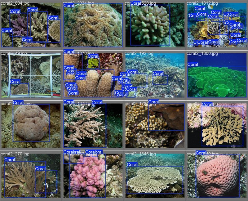 南海珊瑚識別。阿里云供圖