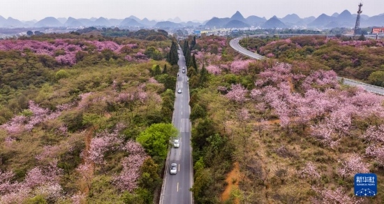 游客驅(qū)車(chē)前來(lái)清鎮(zhèn)市紅楓湖鎮(zhèn)右二村踏青游玩（4月5日攝，無(wú)人機(jī)照片）。