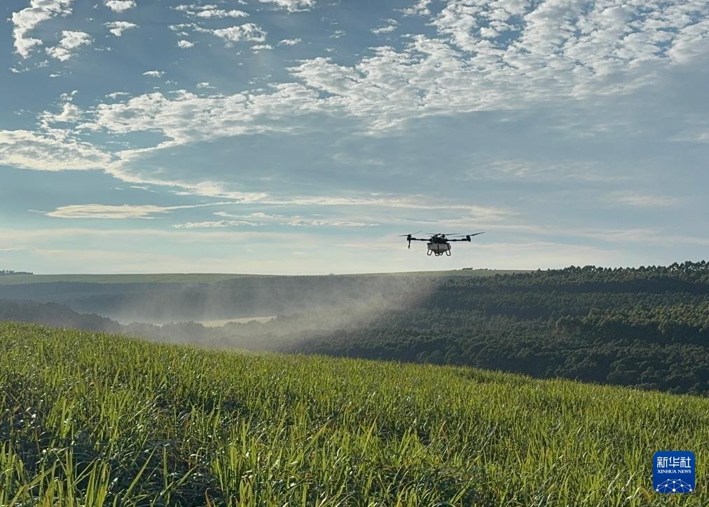 3月25日，在南非夸祖魯-納塔爾省的方廷希爾莊園，中國(guó)農(nóng)用無(wú)人機(jī)為甘蔗林噴灑殺菌劑。新華社記者 白舸 攝
