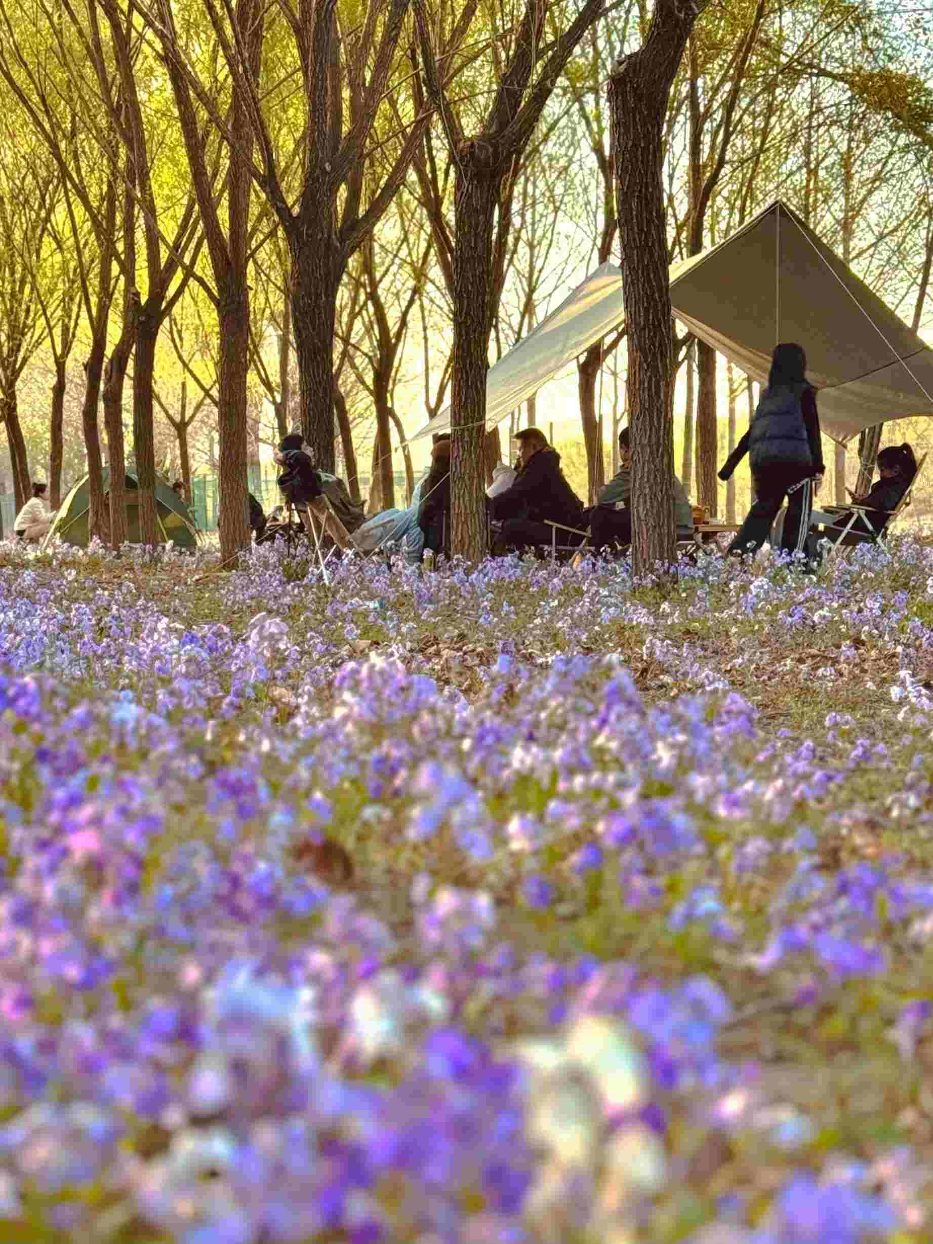 清明假期期間，范女士一家在北京溫榆河邊露營。受訪者供圖