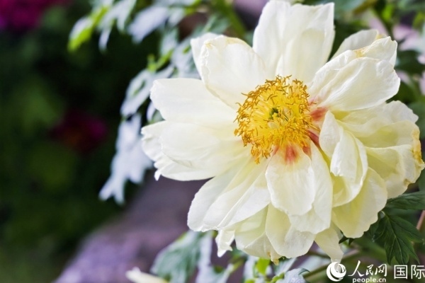 洛陽國家牡丹園牡丹盛開。 人民網(wǎng)記者 魯揚攝