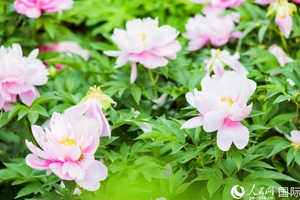 洛陽國家牡丹園牡丹盛開。 人民網(wǎng)記者 魯揚攝