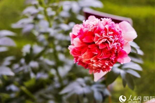 洛陽國家牡丹園牡丹盛開。 人民網(wǎng)記者 魯揚攝