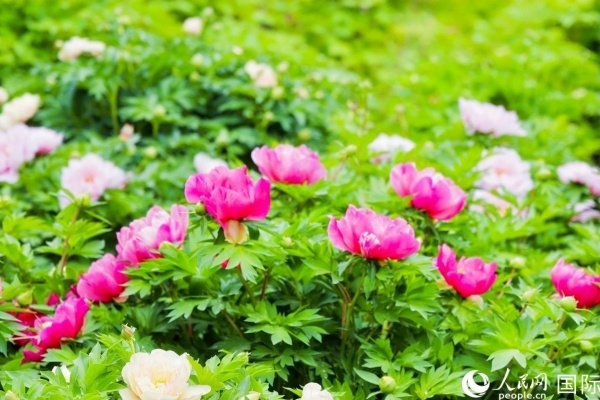 洛陽國家牡丹園牡丹盛開。 人民網(wǎng)記者 魯揚攝