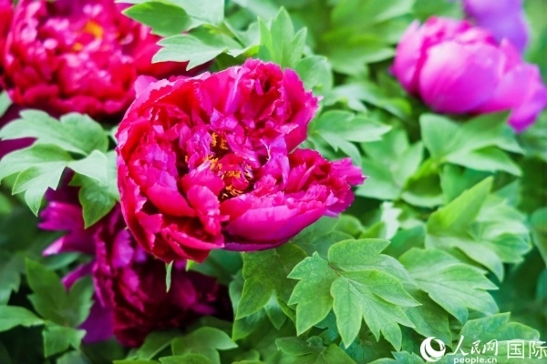 洛陽國家牡丹園牡丹盛開。 人民網(wǎng)記者 魯揚攝