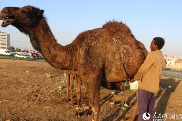 工人在給駱駝擠奶。人民網(wǎng) 納達(dá)爾·達(dá)烏德攝