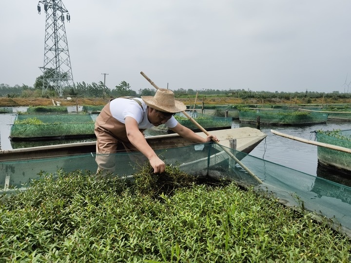 陳樹在湖北省仙桃市剅河鎮(zhèn)余腦村黃鱔繁育基地觀察黃鱔長勢。新華社記者宋立崑 攝