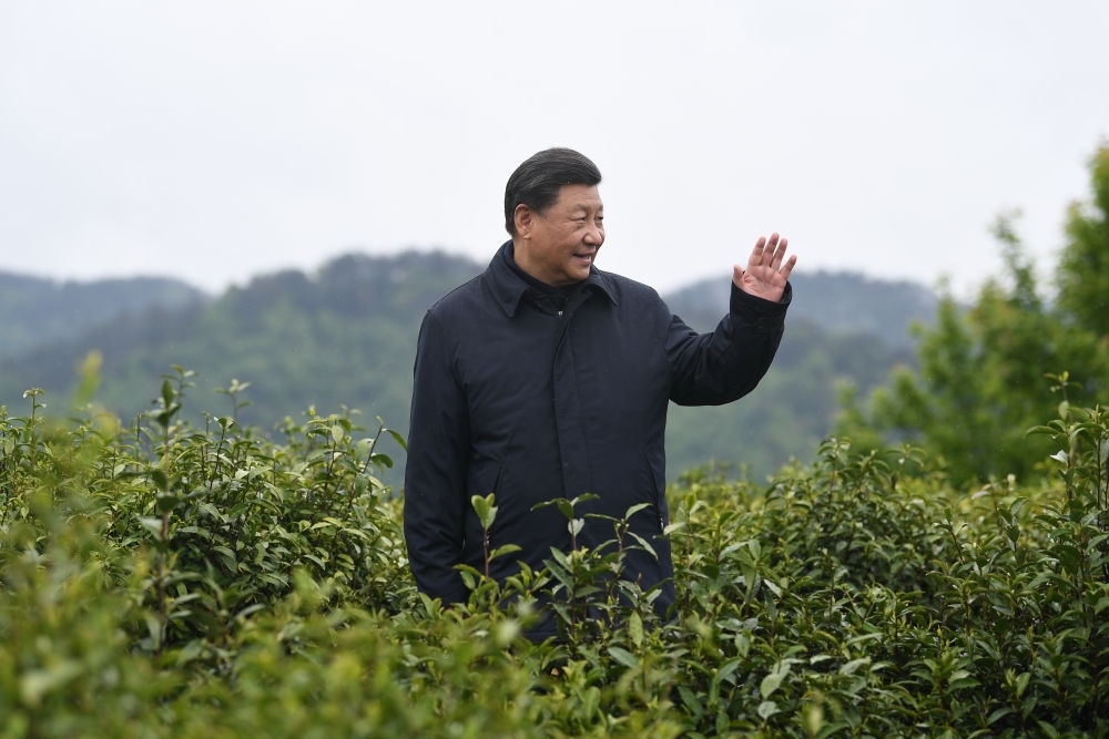 2020年4月21日，習(xí)近平總書記來(lái)到陜西安康市平利縣老縣鎮(zhèn)，在茶園考察脫貧攻堅(jiān)情況。新華社記者 燕雁 攝