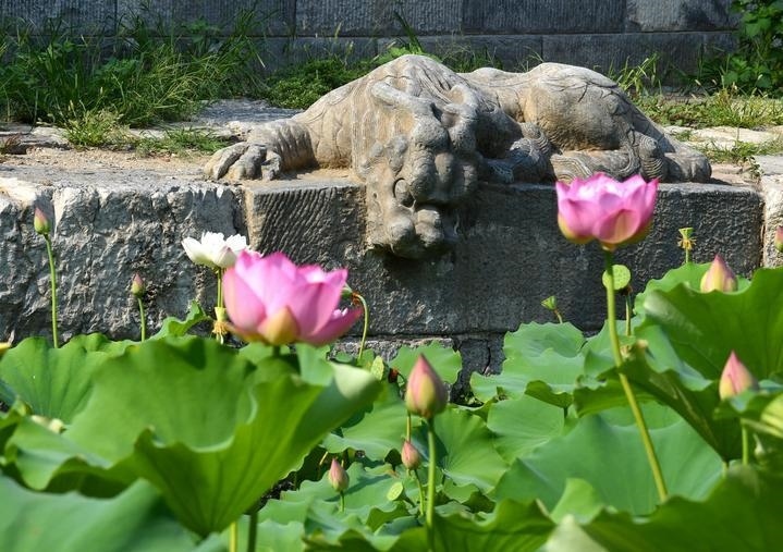 萬寧橋位于北京地安門外大街中部、什剎海東岸，是北京中軸線上最古老的橋梁，至今已有700多年歷史。近年來，北京市持續(xù)為萬寧橋“瘦身減負”，橋體風貌得以完整展現(xiàn)，方便游客走近欣賞，深入了解古橋承載的價值和內(nèi)涵。這是2023年7月18日拍攝的北京萬寧橋橋東的鎮(zhèn)水獸。